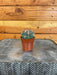 The Plant Farm® Cactus Ferocactus Herreare, 2" Plant