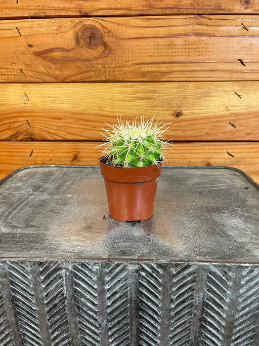 The Plant Farm® Cactus Ferocactus Schwarzii, 2" Plant