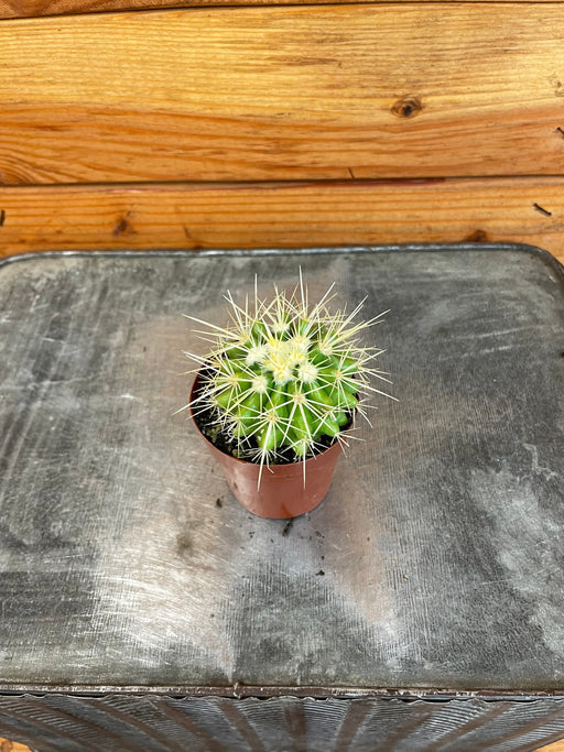 The Plant Farm® Cactus Ferocactus Schwarzii, 2" Plant