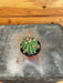 The Plant Farm® Cactus Ferocactus Stainesii Cactus, 2" Plant