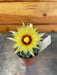 The Plant Farm® Cactus Hamatocactus Septispinus, 2" Plant