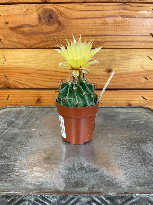 The Plant Farm® Cactus Hamatocactus Septispinus, 2" Plant