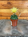 The Plant Farm® Cactus Hamatocactus Septispinus, 2" Plant