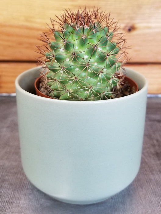 The Plant Farm® Cactus Mammillaria Backebergiana Ernestii, 2" Plant