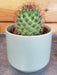 The Plant Farm® Cactus Mammillaria Backebergiana Ernestii, 2" Plant