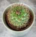 The Plant Farm® Cactus Mammillaria Backebergiana Ernestii, 2" Plant