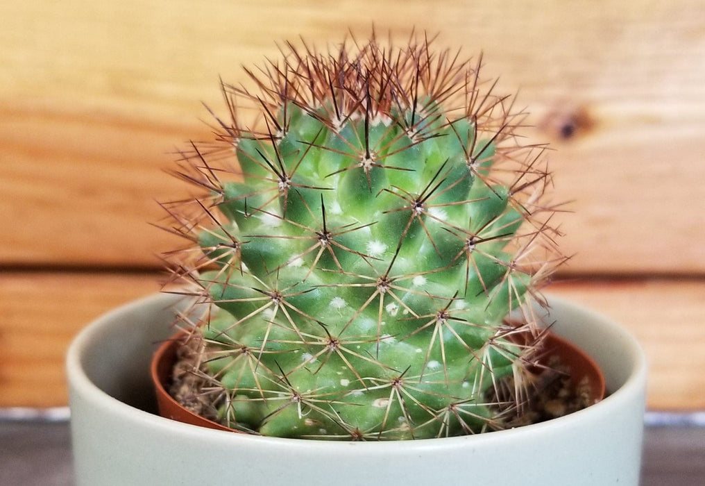 The Plant Farm® Cactus Mammillaria Backebergiana Ernestii, 2" Plant