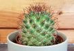 The Plant Farm® Cactus Mammillaria Backebergiana Ernestii, 2" Plant