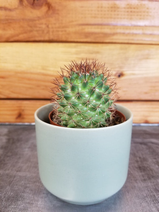 The Plant Farm® Cactus Mammillaria Backebergiana Ernestii, 2" Plant