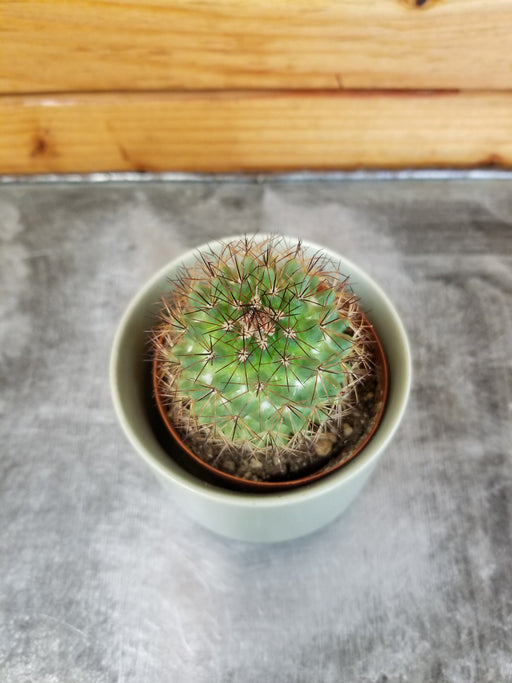 The Plant Farm® Cactus Mammillaria Backebergiana Ernestii, 2" Plant