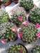 The Plant Farm® Cactus Mammillaria Bocasana, 2" Plant