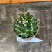 The Plant Farm® Cactus Mammillaria Compressa, 2" Plant