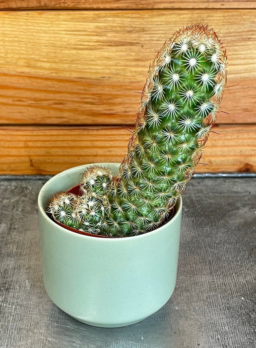 The Plant Farm® Cactus Mammillaria Elongata Rubra, 2" Plant