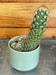 The Plant Farm® Cactus Mammillaria Elongata Rubra, 2" Plant
