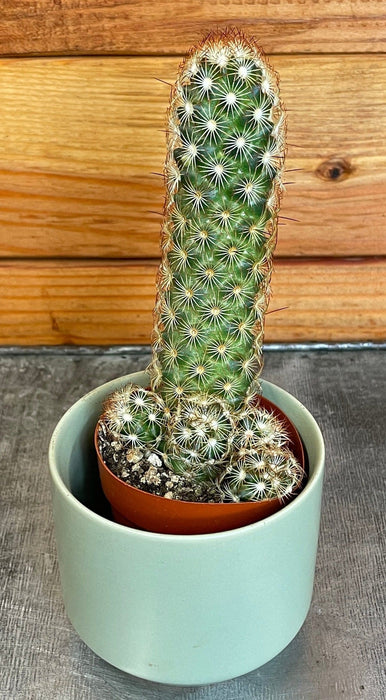 The Plant Farm® Cactus Mammillaria Elongata Rubra, 2" Plant