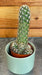 The Plant Farm® Cactus Mammillaria Elongata Rubra, 2" Plant