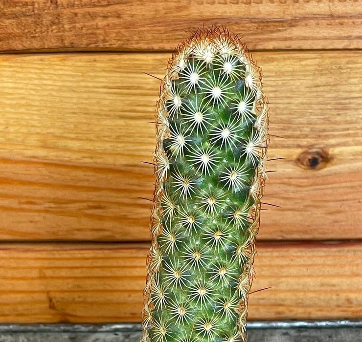 The Plant Farm® Cactus Mammillaria Elongata Rubra, 2" Plant