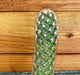 The Plant Farm® Cactus Mammillaria Elongata Rubra, 2" Plant