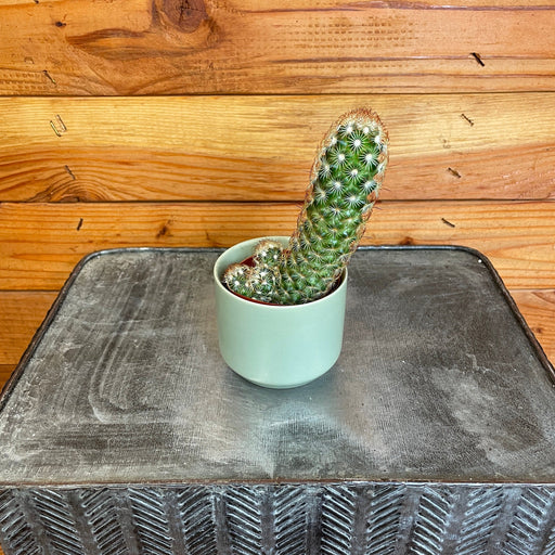 The Plant Farm® Cactus Mammillaria Elongata Rubra, 2" Plant
