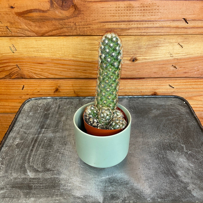 mammillaria succulent Mammillaria Elongata Rubra, 2" Plant