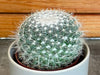 The Plant Farm® Cactus Mammillaria Hahniana, 2" Plant