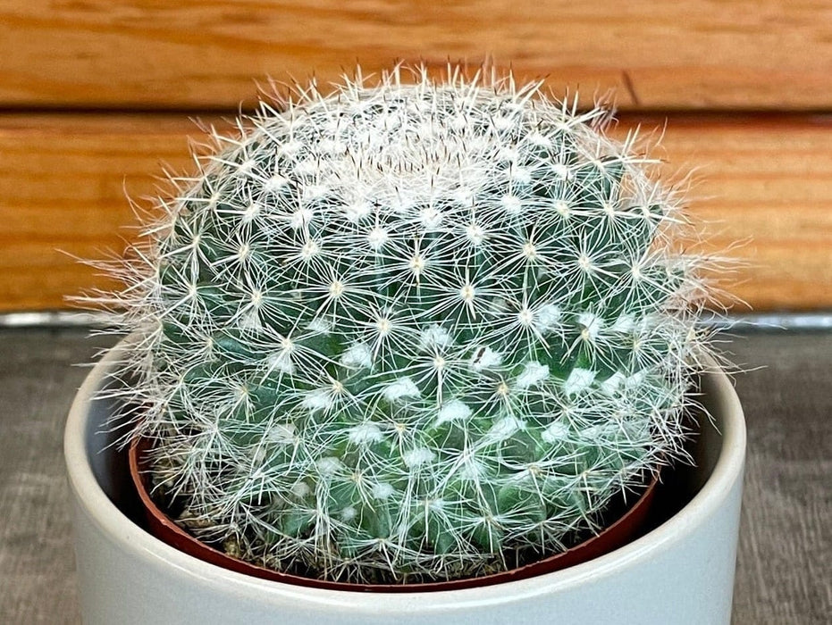 The Plant Farm® Cactus Mammillaria Hahniana, 2" Plant