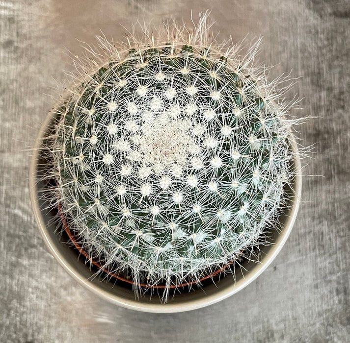 The Plant Farm® Cactus Mammillaria Hahniana, 2" Plant