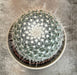 The Plant Farm® Cactus Mammillaria Hahniana, 2" Plant