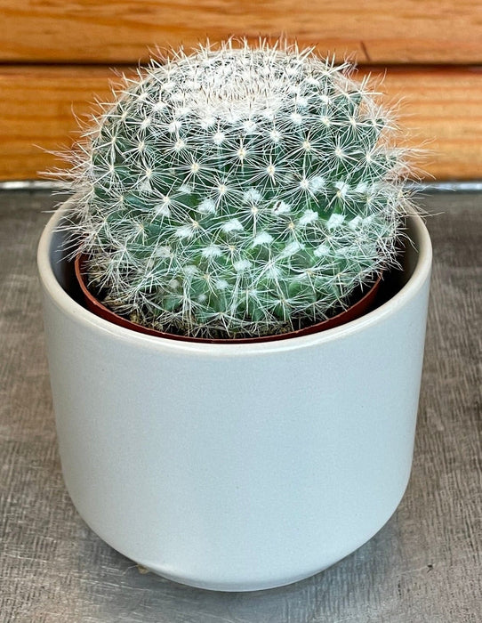 The Plant Farm® Cactus Mammillaria Hahniana, 2" Plant