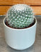 The Plant Farm® Cactus Mammillaria Hahniana, 2" Plant