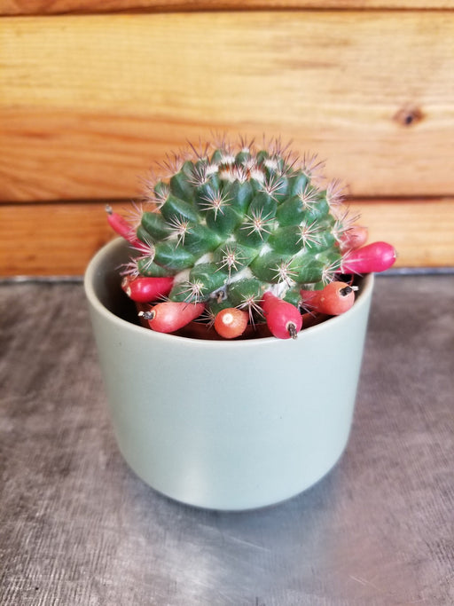 The Plant Farm® Cactus Mammillaria Mammillaris, 2" Plant
