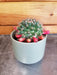 The Plant Farm® Cactus Mammillaria Mammillaris, 2" Plant