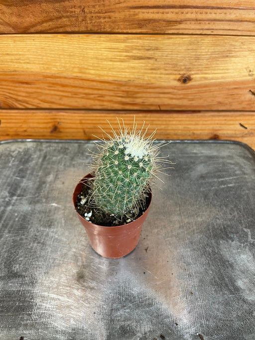 The Plant Farm® Cactus Mammillaria Nejapensis, 2" Plant