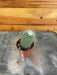 The Plant Farm® Cactus Mammillaria Nejapensis, 2" Plant