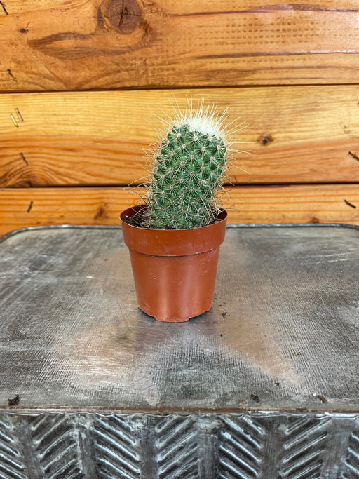 The Plant Farm® Cactus Mammillaria Nejapensis, 2" Plant