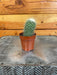 The Plant Farm® Cactus Mammillaria Nejapensis, 2" Plant