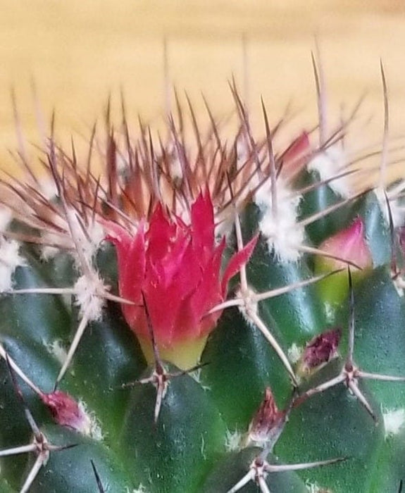 The Plant Farm® Cactus Mammillaria Polythele Hidalgensis, 2" Plant