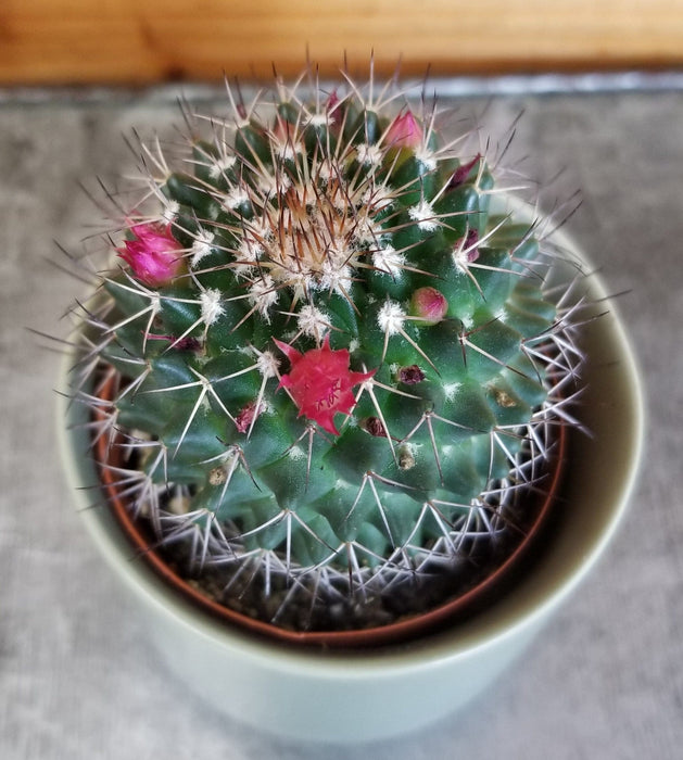The Plant Farm® Cactus Mammillaria Polythele Hidalgensis, 2" Plant