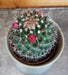 The Plant Farm® Cactus Mammillaria Polythele Hidalgensis, 2" Plant