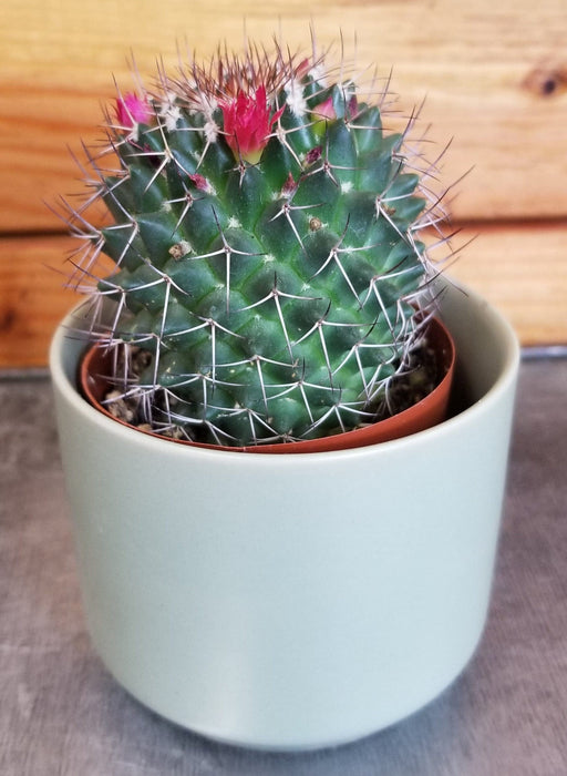 The Plant Farm® Cactus Mammillaria Polythele Hidalgensis, 2" Plant
