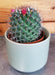 The Plant Farm® Cactus Mammillaria Polythele Hidalgensis, 2" Plant