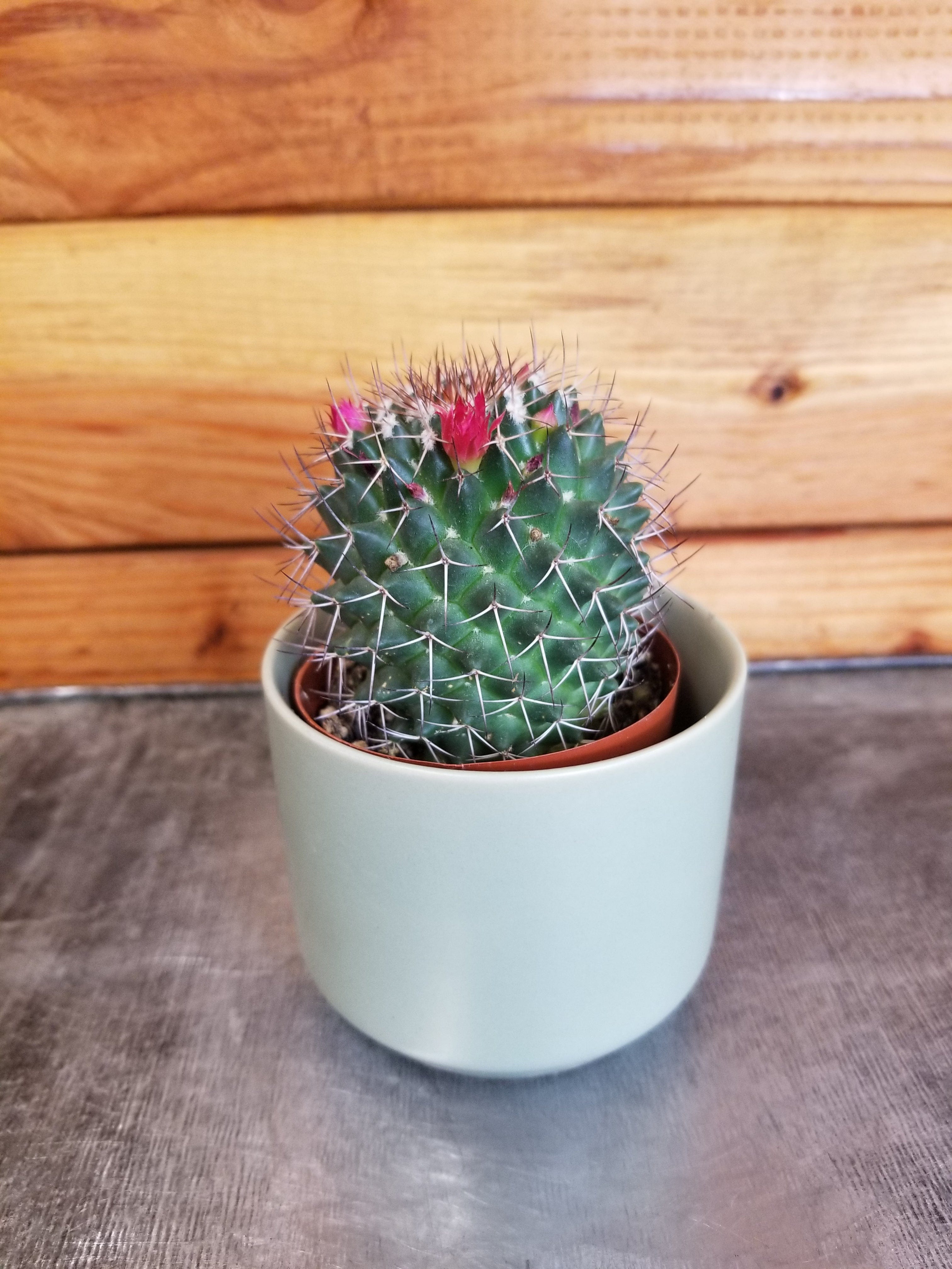 Mammillaria Polythele Hidalgensis, 2