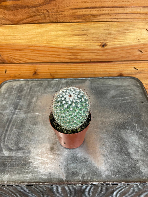 The Plant Farm® Cactus Mammillaria Pringlei, 2" Plant