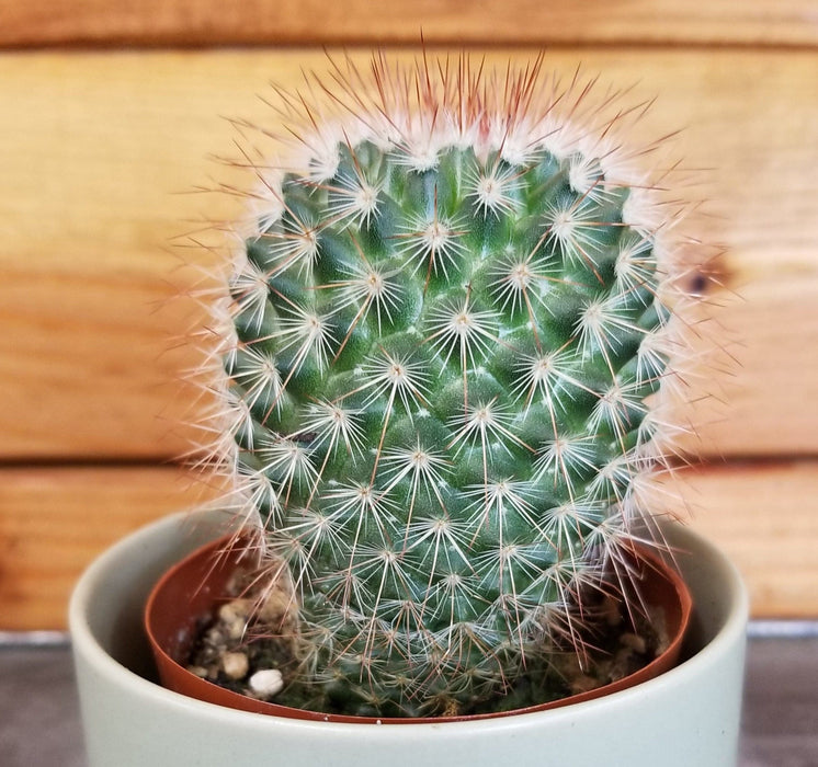 The Plant Farm® Cactus Mammillaria Spinosissima, 2" Plant