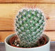 The Plant Farm® Cactus Mammillaria Spinosissima, 2" Plant