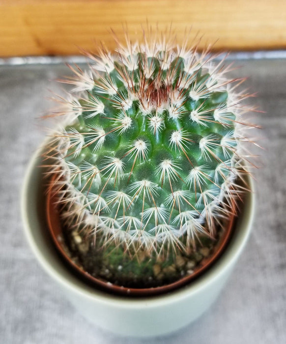 The Plant Farm® Cactus Mammillaria Spinosissima, 2" Plant
