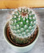 The Plant Farm® Cactus Mammillaria Spinosissima, 2" Plant