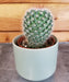 The Plant Farm® Cactus Mammillaria Spinosissima, 2" Plant