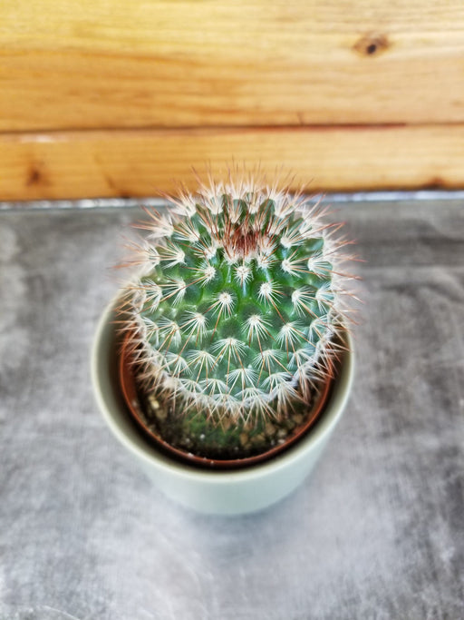 The Plant Farm® Cactus Mammillaria Spinosissima, 2" Plant