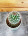 The Plant Farm® Cactus Mammillaria Spinosissima, 2" Plant
